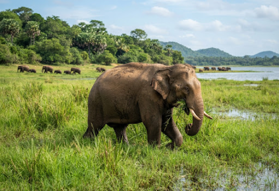 Wild elephant beside a lake in a Sri Lankan national park